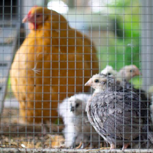 Chicken Keeping