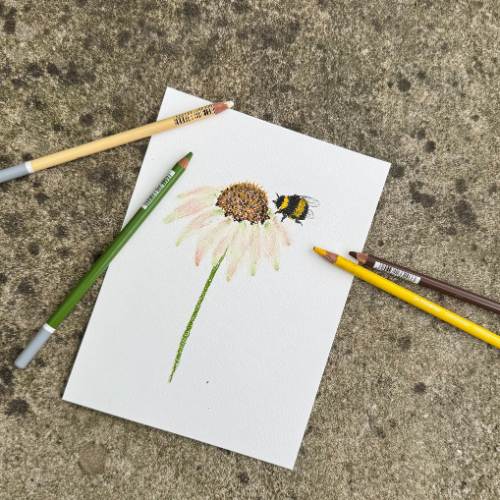 Drawing Nature_ Pollinators