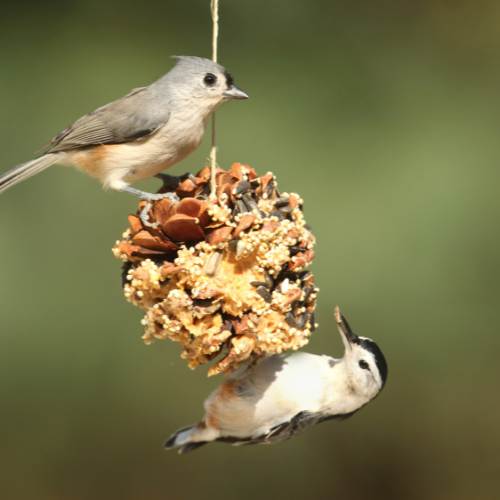 Youth Art Adventures_ Birds