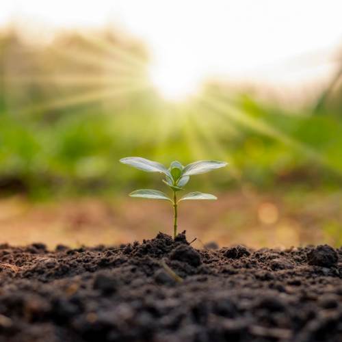 The Body as a Garden_ Nurturing Our Inner Selves