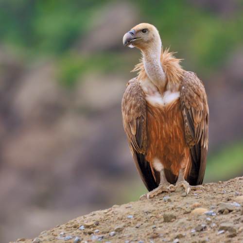Kids Explore Nature_ The Magnificent Vulture
