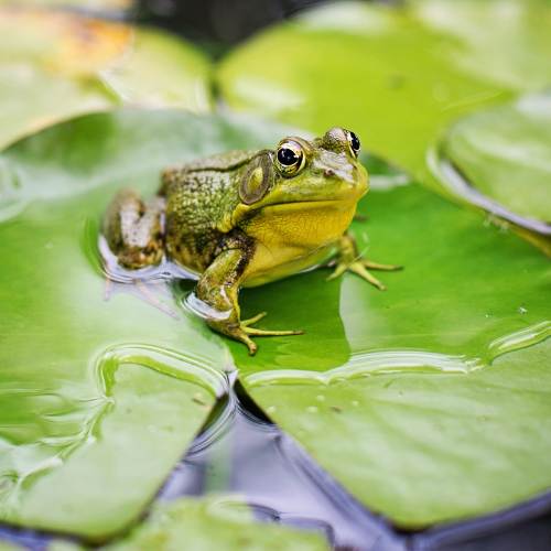 Preschool_ Fun with Frogs- Look Who's Jumping!
