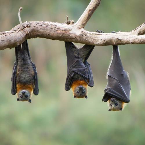Kids Explore Nature_ All About Bats