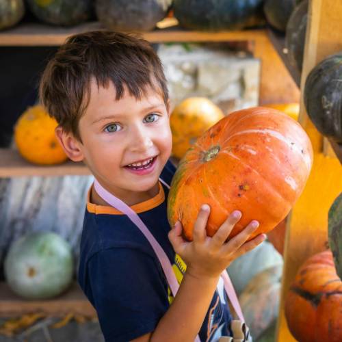 Preschool_ Pumpkin Fun