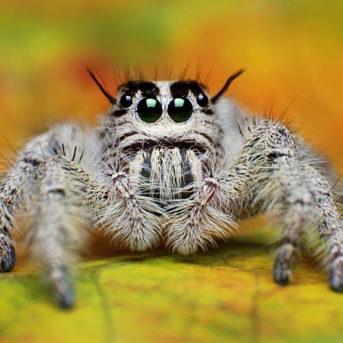 Preschool_ Spectacular Spiders