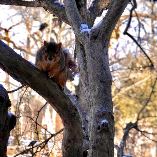 Preschool Move, Play, Grow_ Squirrels & Acorns