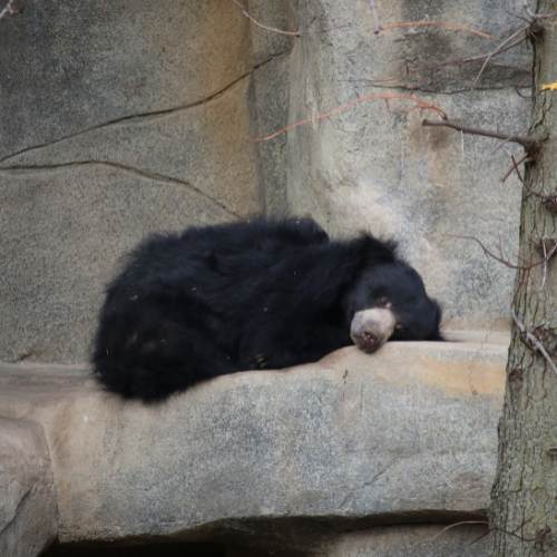Preschool_ Sleepy Animals