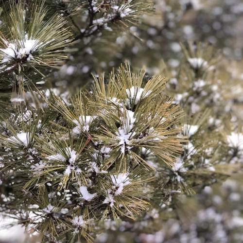 Preschool_ Trees in Winter