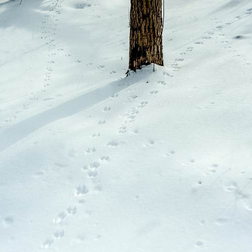 Animal Footprints