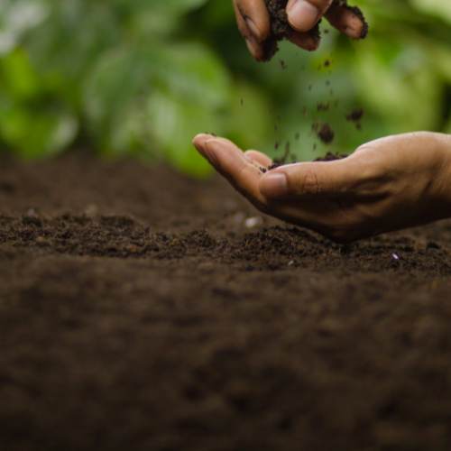 Garden Soils