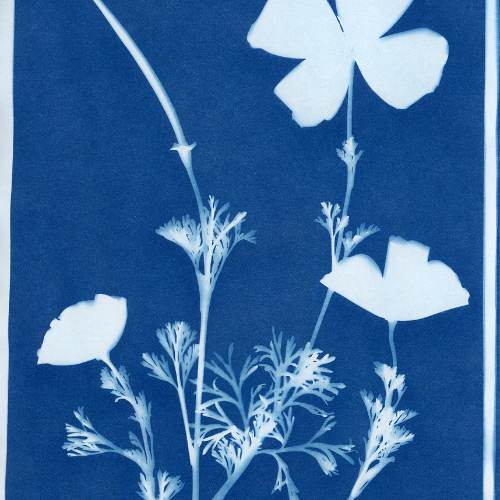 Sun Art Cyanotype Prints