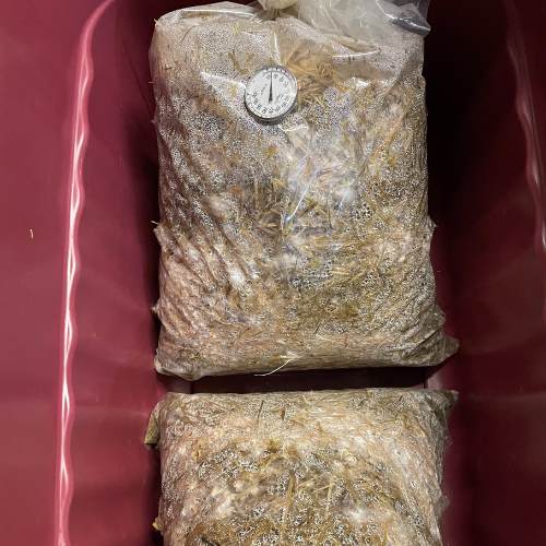 Mushroom Straw Growing in Bag, Mushrooms Farm, Organic Food, Cultivation Mushroom  Mold in Farming Stock Photo - Image of nature, healthy: 198207688