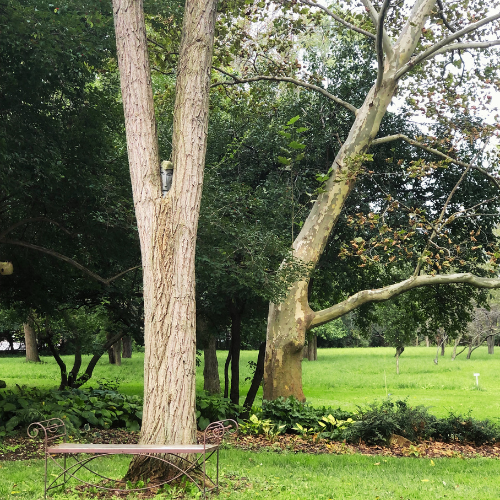 Kids Explore Nature Tree