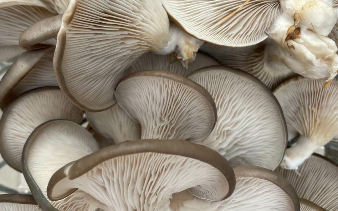 Cultivating Culinary Mushrooms