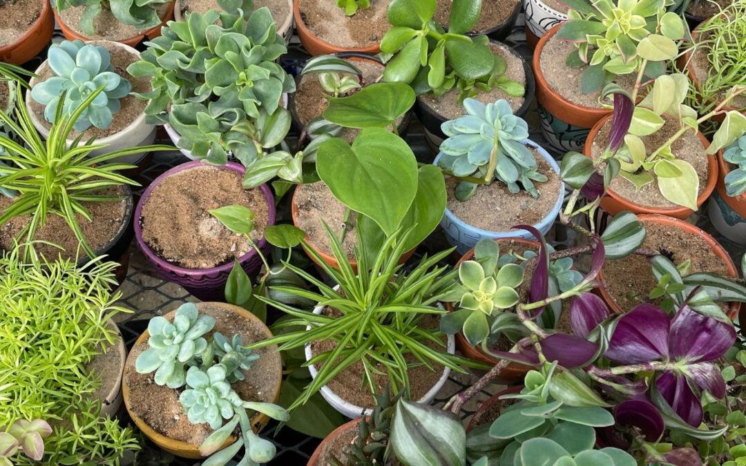 The Gift of Green: Holiday Houseplants