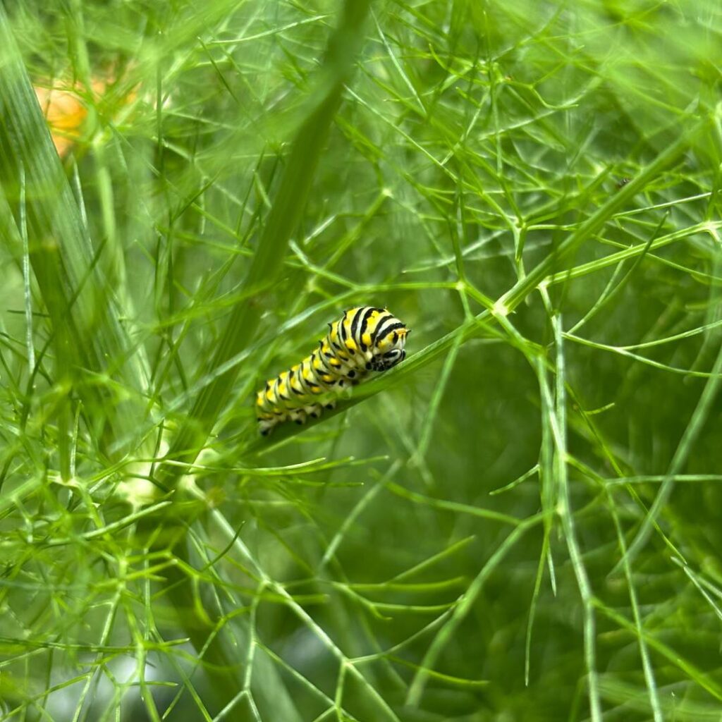 A close-up of a black swallowtail caterpillar with yellow, black, and white stripes crawling along a feathery fennel plant. The green foliage creates a soft, blurred background.