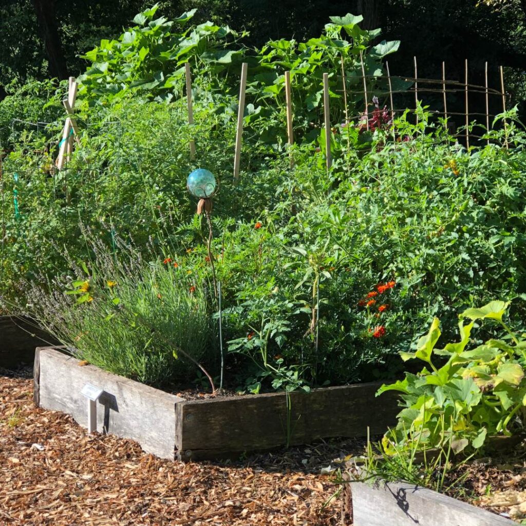 Raised garden beds filled with leafy green plants, herbs, and flowering vegetables. Wood chip paths wind between the beds, and marigolds are scattered among the crops.