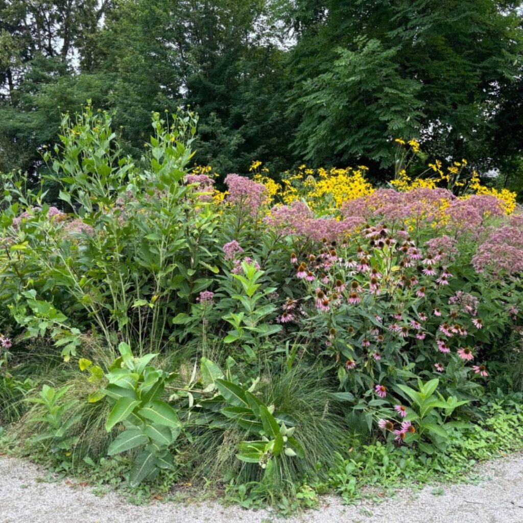 A dense and colorful pollinator garden with a mix of native plants, including tall milkweed, purple coneflowers, Joe Pye weed, and bright yellow black-eyed Susans. The garden is surrounded by trees and a gravel path.