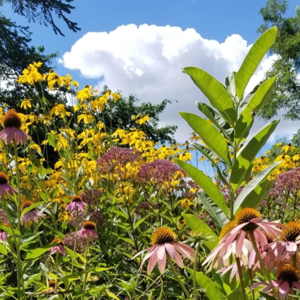 A vibrant view of blooming native plants under a bright blue sky with fluffy white clouds. Purple coneflowers, Joe Pye weed, yellow black-eyed Susans, and milkweed leaves fill the foreground.