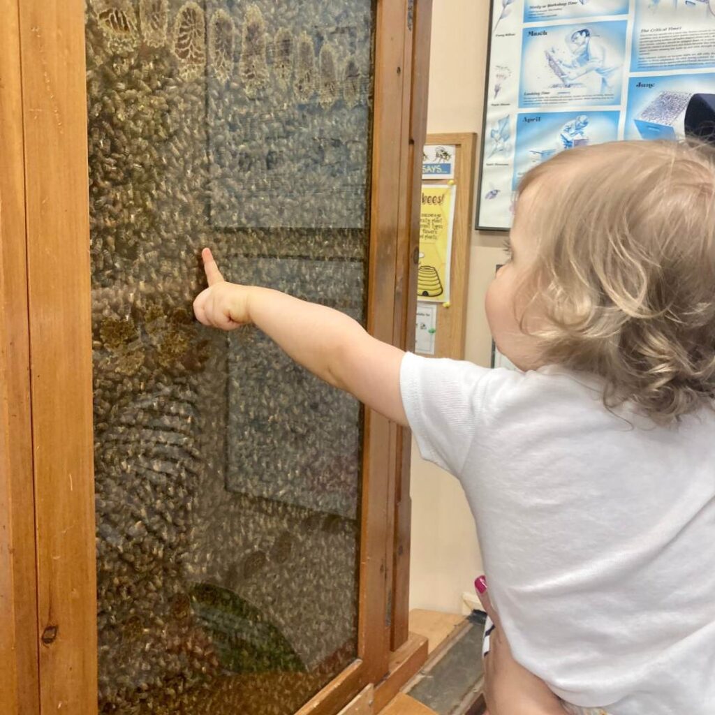A young child points at an indoor observation beehive with thousands of honeybees clustered on honeycomb behind glass. The child is held by an adult and appears curious and engaged.
