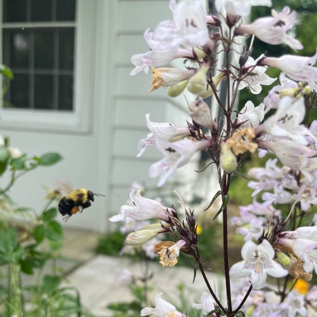 A bumblebee hovers in mid-air, approaching delicate pale pink penstemon flowers. The white siding of a nearby building is softly visible in the background.