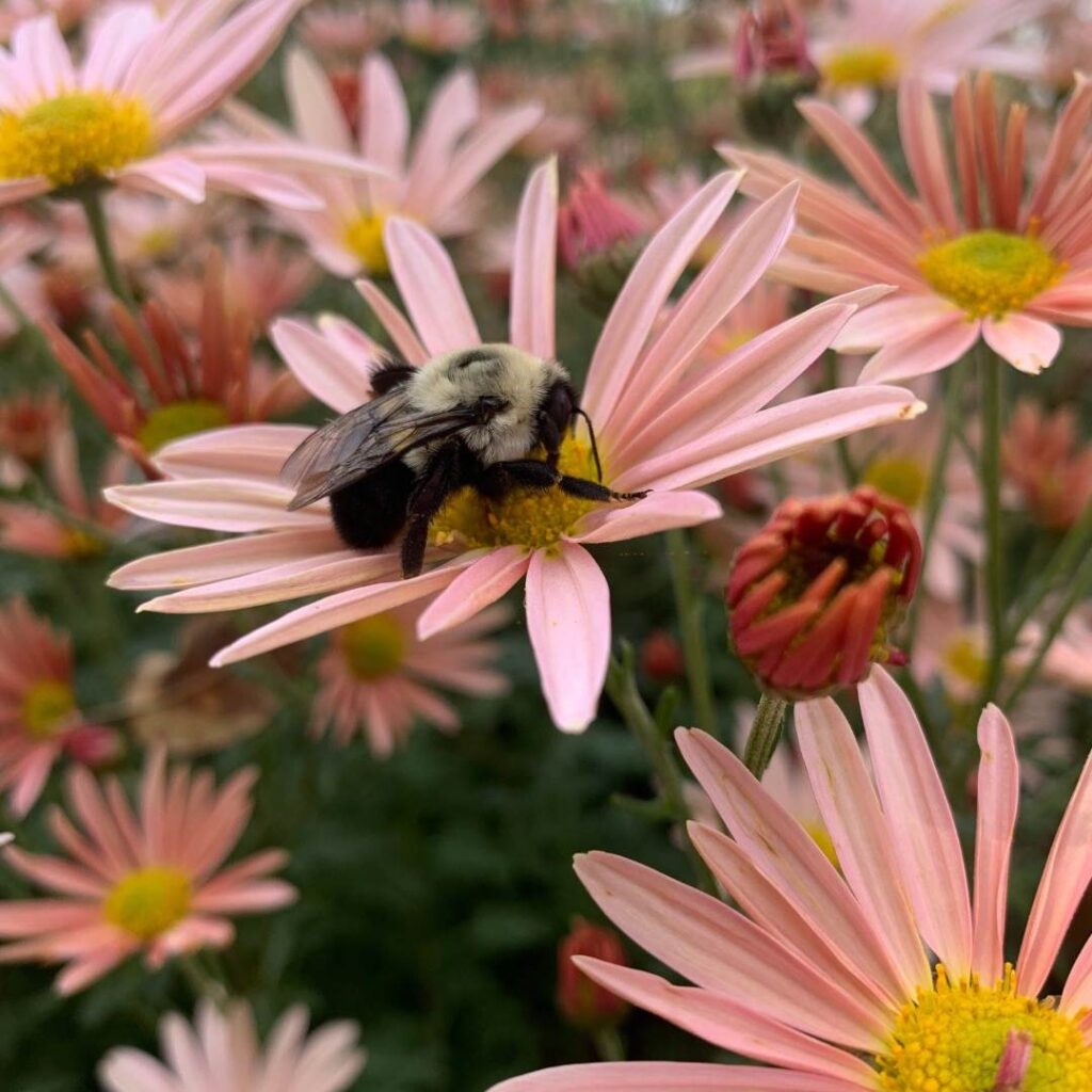 A large bumblebee rests on a bright pink daisy-like flower with a yellow center. The bee’s fuzzy body is clearly visible among a field of similar blooms.