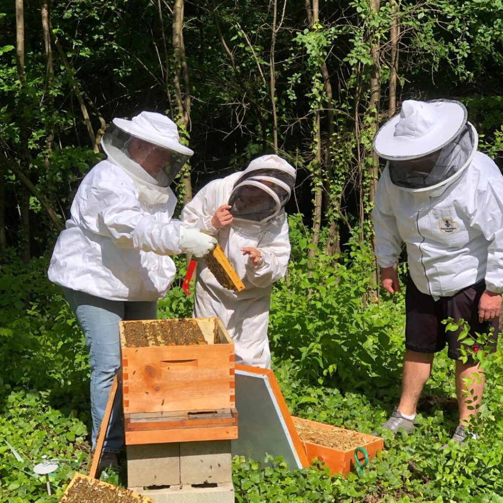 Three people in white beekeeping suits inspect wooden frames from a beehive in a wooded area. Sunlight filters through the trees as they examine the bees closely.