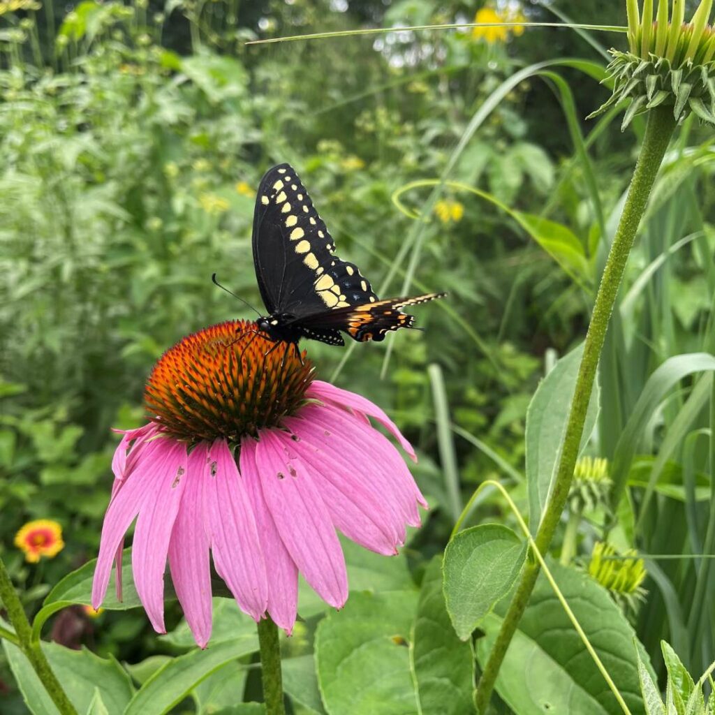 A black swallowtail butterfly with yellow spots and orange accents feeds on a pink echinacea (coneflower) bloom in a lush green garden.