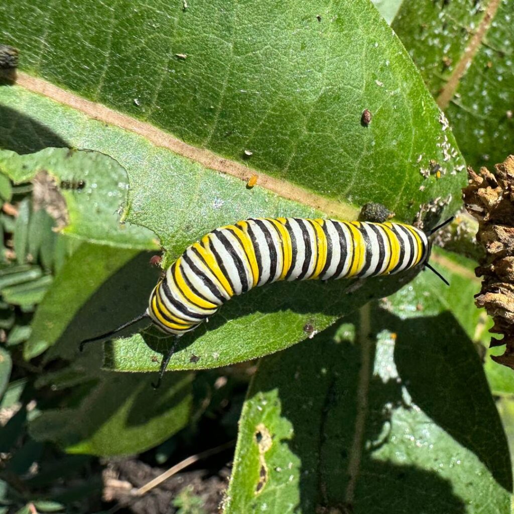 A monarch caterpillar with black, yellow, and white stripes crawls across a green milkweed leaf. The leaf shows signs of feeding damage.