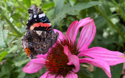 Celebrating National Pollinator Week 2025