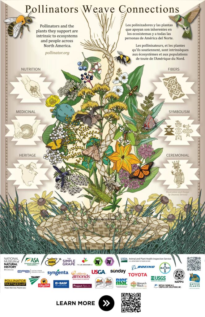 An illustrated poster titled “Pollinators Weave Connections” shows pollinators like bees, bats, butterflies, birds, and moths intertwined with flowering plants woven into a braided basket. The design represents pollinators' roles in nutrition, medicine, fibers, symbolism, heritage, and ceremony. Text is shown in English, Spanish, and French.