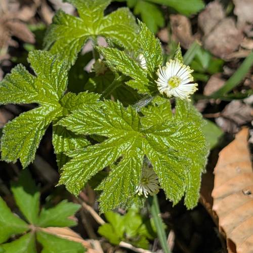 Goldenseal growing on the woodland floor at 577, with textured green leaves and a small white flower emerging beneath the foliage.