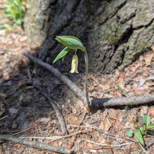 A single bellwort plant with a pale yellow, drooping flower growing beside a tree trunk on the woodland floor at 577.