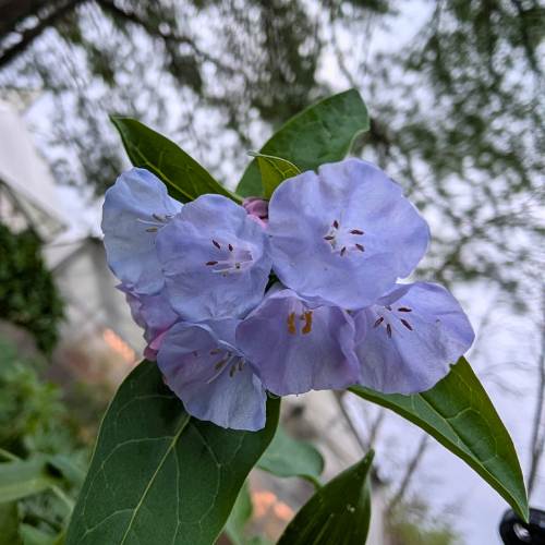 Virginia bluebells in bloom at 577, photographed from below with soft blue-lavender flowers set against the sky.