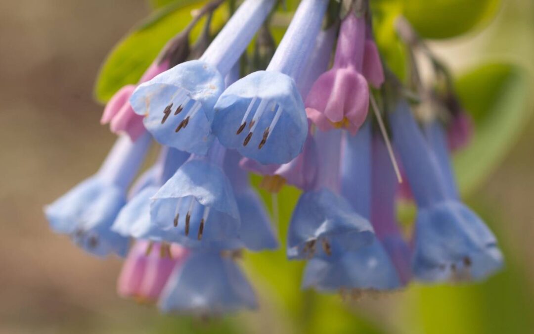 Coming Home to Mother Earth