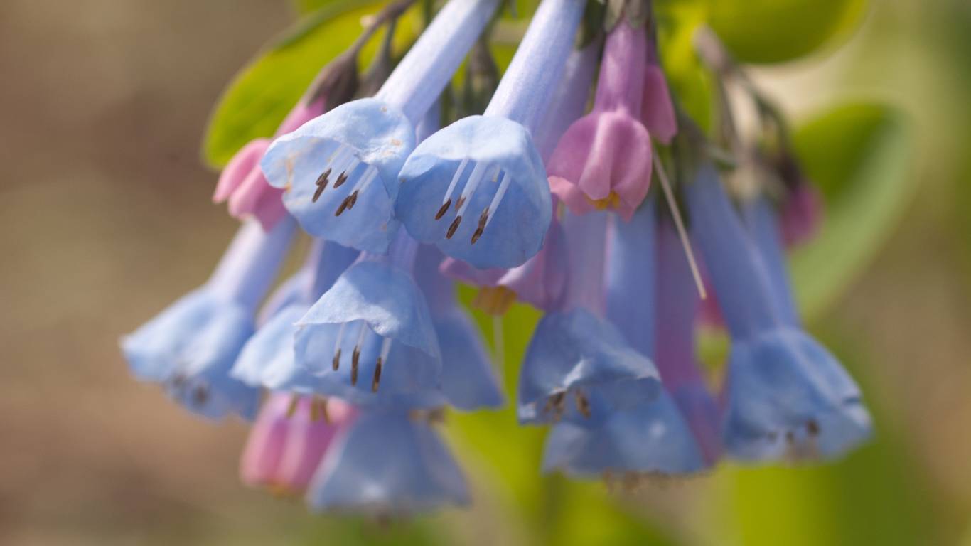 Virginia Bluebells