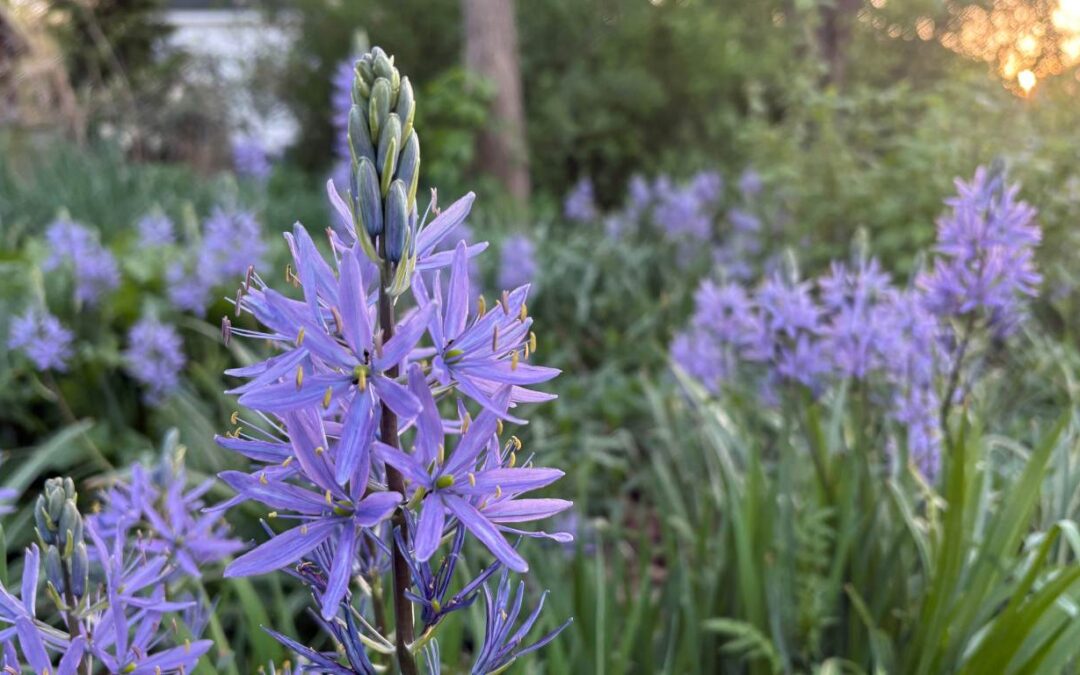 Creating Connections Through Nature & Sustainability