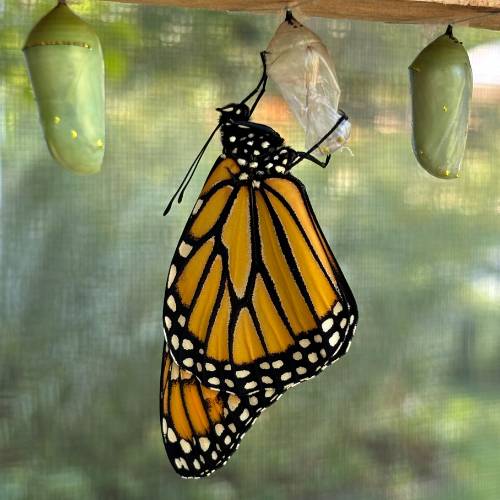 A newly emerged monarch butterfly hangs from its empty chrysalis inside a mesh enclosure, with two green chrysalides nearby.