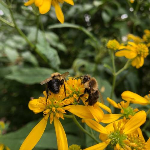 Two fuzzy bumblebees gather pollen from bright yellow flowers against a softly blurred green background.