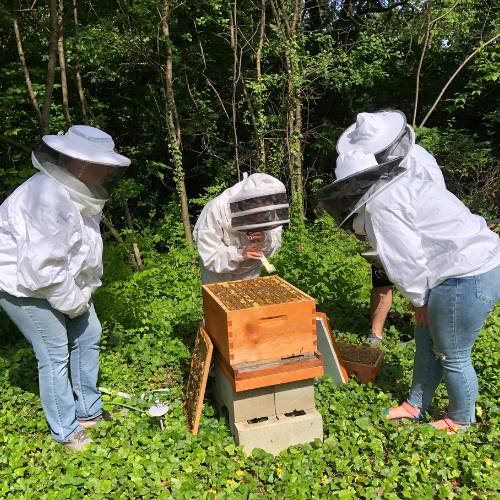 Three people wearing white beekeeping suits and veils inspect an open honeybee hive in a wooded area.