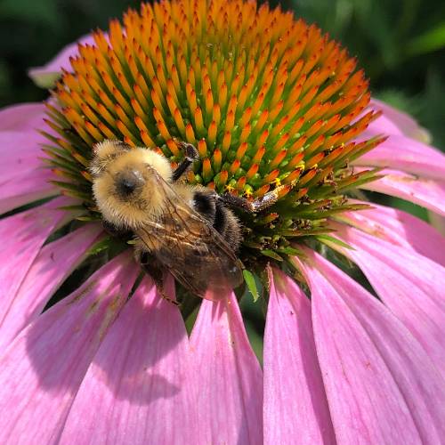 A close-up photograph of a bumblebee collecting nectar from the orange center of a pink coneflower in bright sunlight.