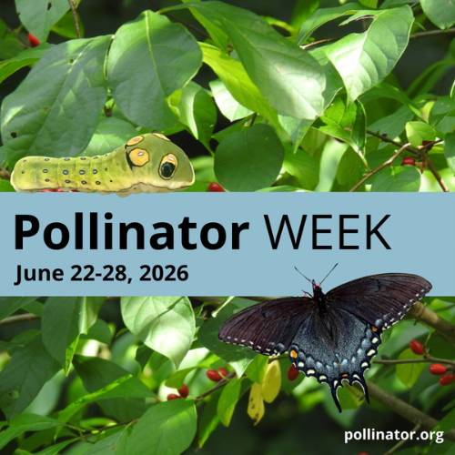 A graphic for Pollinator Week 2026 featuring a green caterpillar on leaves above a banner reading “Pollinator Week, June 22–28, 2026,” and a black swallowtail butterfly below.