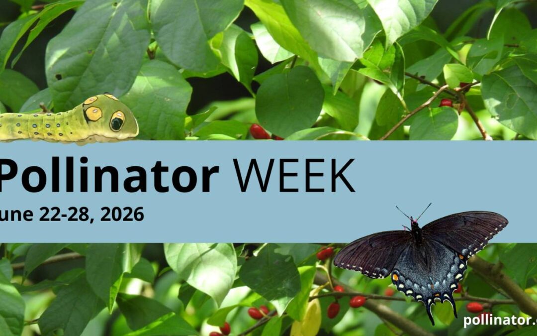 Pollinator Week: A Time to Recognize & Celebrate Our Pollinators