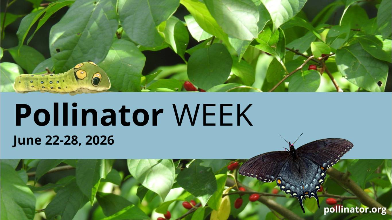 Pollinator Week 2026