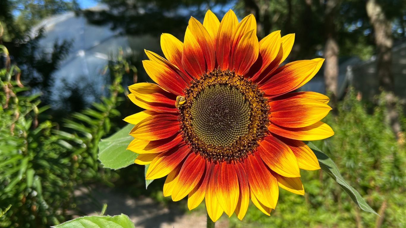Close-up of a vibrant red and yellow sunflower blooming in the gardens at 577, with a small bee resting on its petals.
