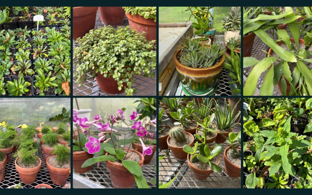 Fall Pop-Up Houseplant & Native Plant Sale