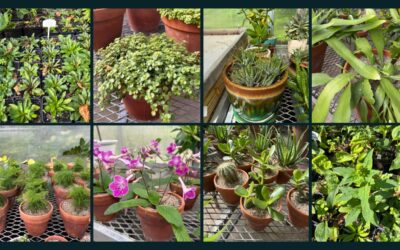 Fall Pop-Up Houseplant & Native Plant Sale