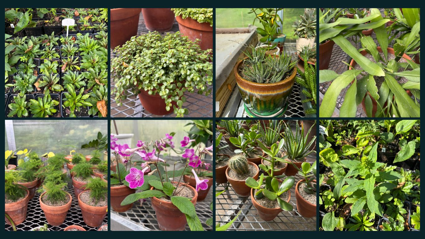 Collage of houseplants, succulents, orchids, cacti, and other potted plants.